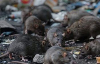 Rodent Waste Removal
